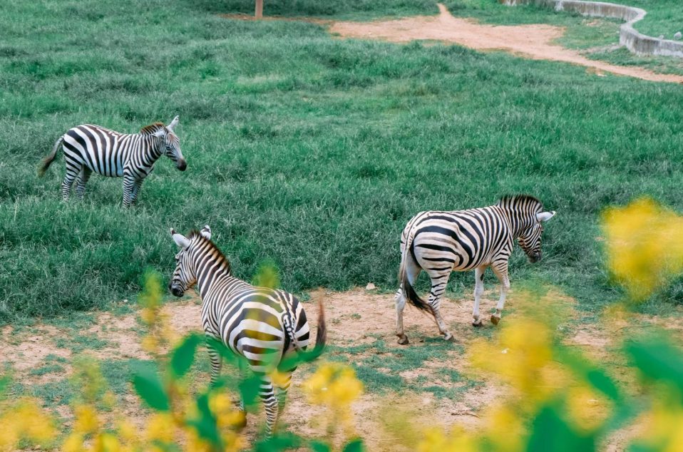 Bonanzacondo-activities-zoo 14